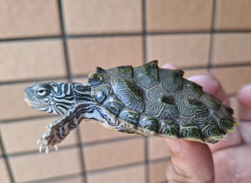 ケイグルチズガメ（甲長約6cm） - 画像 (2)