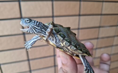 ケイグルチズガメ（甲長約6cm） - 画像 (9)