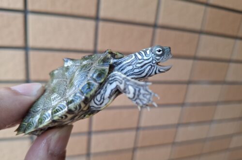 ケイグルチズガメ（甲長約6cm） - 画像 (10)
