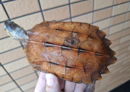 クワンシースペングラーヤマガメ（甲長約11,5cm）WCメス - 画像 (7)