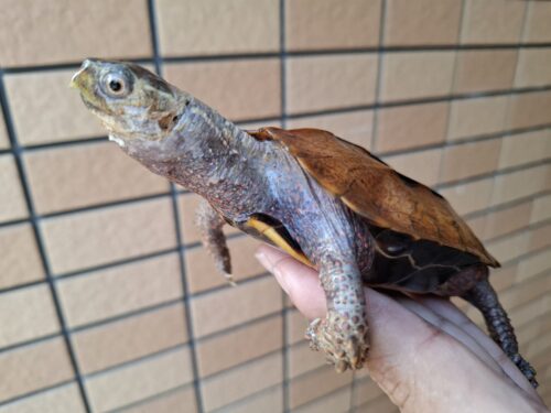 クワンシースペングラーヤマガメ（甲長約11,5cm）WCメス - 画像 (8)