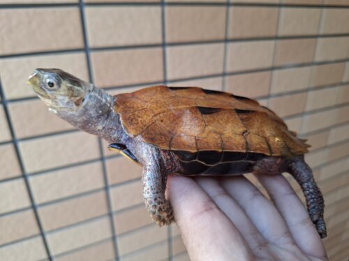 クワンシースペングラーヤマガメ（甲長約11,5cm）WCメス - 画像 (6)