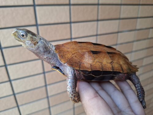 クワンシースペングラーヤマガメ（甲長約11,5cm）WCメス - 画像 (9)