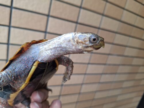 クワンシースペングラーヤマガメ（甲長約11,5cm）WCメス - 画像 (10)