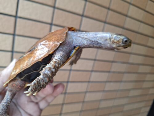 クワンシースペングラーヤマガメ（甲長約11,5cm）WCメス - 画像 (12)
