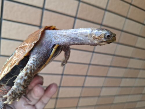 クワンシースペングラーヤマガメ（甲長約11,5cm）WCメス - 画像 (11)