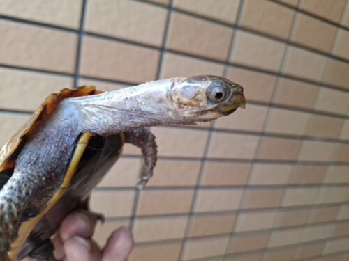 クワンシースペングラーヤマガメ（甲長約11,5cm）WCメス - 画像 (4)