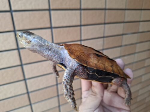 クワンシースペングラーヤマガメ（甲長約11,5cm）WCメス - 画像 (3)