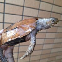クワンシースペングラーヤマガメ（甲長約11,5cm）WCメス