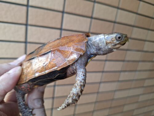 クワンシースペングラーヤマガメ（甲長約11,5cm）WCメス - 画像 (2)