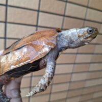 クワンシースペングラーヤマガメ（甲長約11,5cm）WCメス