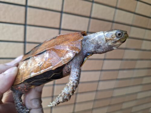 クワンシースペングラーヤマガメ（甲長約11,5cm）WCメス