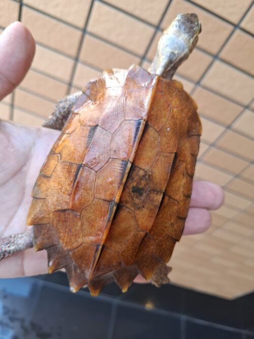 クワンシースペングラーヤマガメ（甲長約11,5cm）WCメス - 画像 (13)
