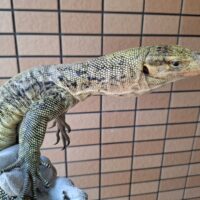 イエローヘッドモニター（約90cm）メス