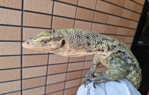 イエローヘッドモニター（約90cm）メス - 画像 (14)