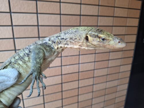 イエローヘッドモニター（約90cm）メス - 画像 (10)