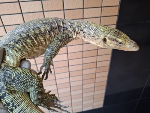 イエローヘッドモニター（約90cm）メス - 画像 (3)