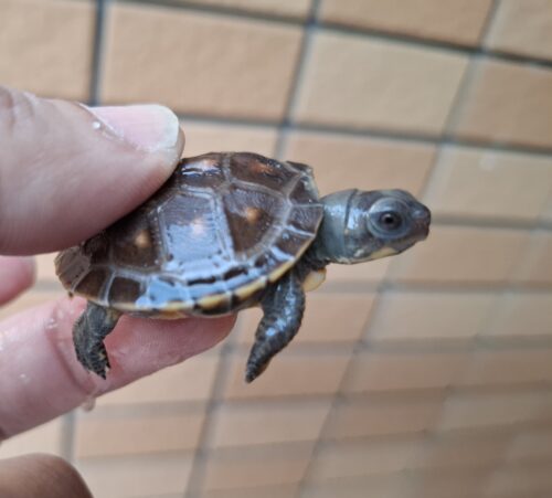 トウブハコガメ（25CB）配合餌付済