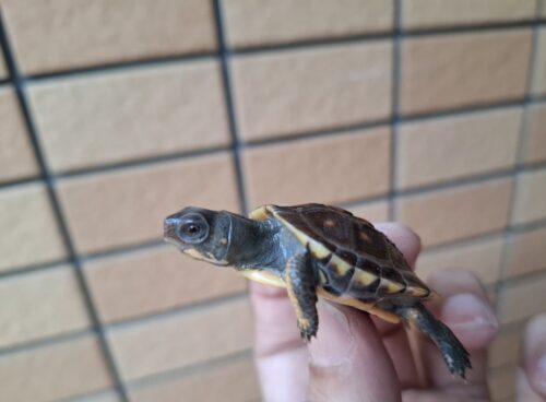 トウブハコガメ（25CB）配合餌付済 - 画像 (9)