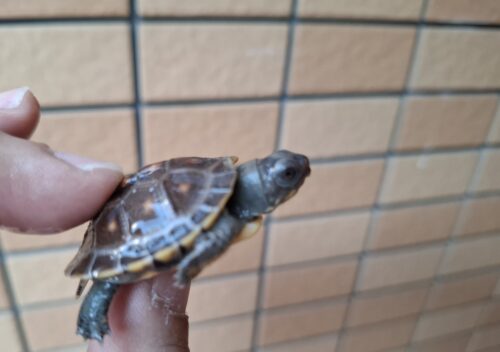 トウブハコガメ（25CB）配合餌付済 - 画像 (10)