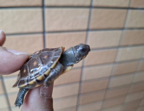 トウブハコガメ（25CB）配合餌付済 - 画像 (11)