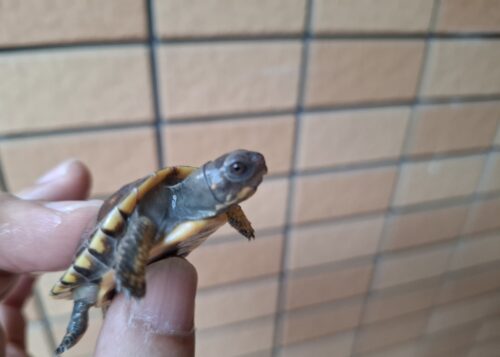 トウブハコガメ（25CB）配合餌付済 - 画像 (6)
