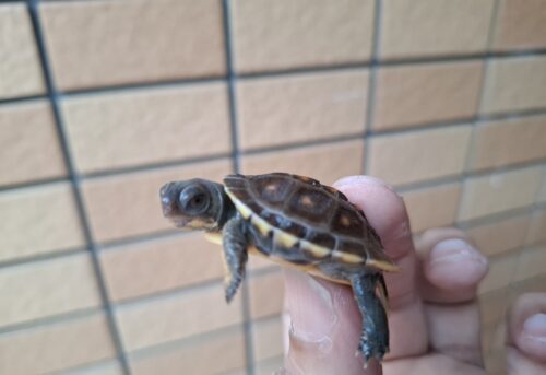 トウブハコガメ（25CB）配合餌付済 - 画像 (7)