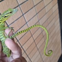 ワイゲオツリーモニター（CBベビー）