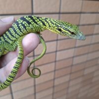 ワイゲオツリーモニター（CBベビー）