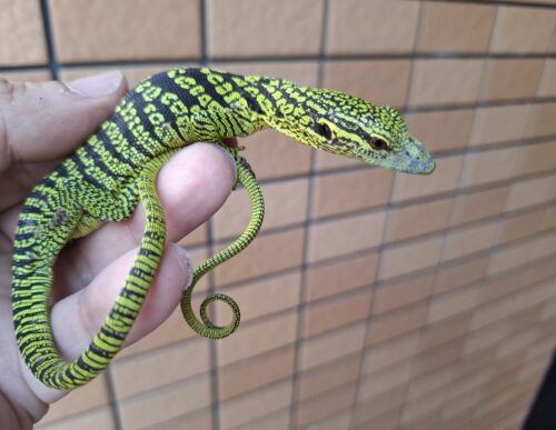 ワイゲオツリーモニター（CBベビー）