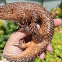 ストケスイワトカゲ（ジャイアント血統）メイビーメス