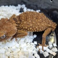 オニタマオヤモリ（アダルトペア）