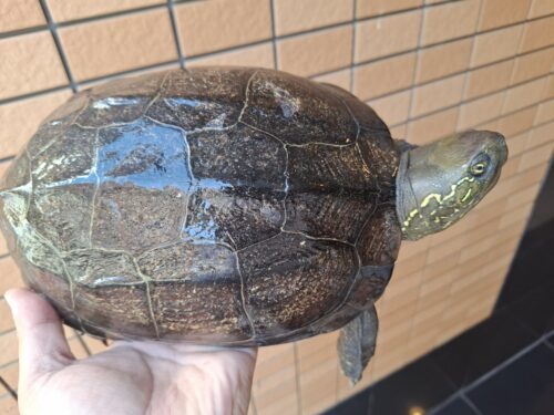 オオアタマクサガメ（甲長約20、22cm）頭幅約40mm - 画像 (6)
