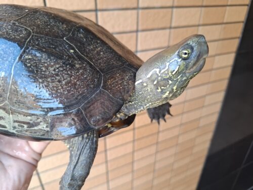 オオアタマクサガメ（甲長約20、22cm）頭幅約40mm - 画像 (4)