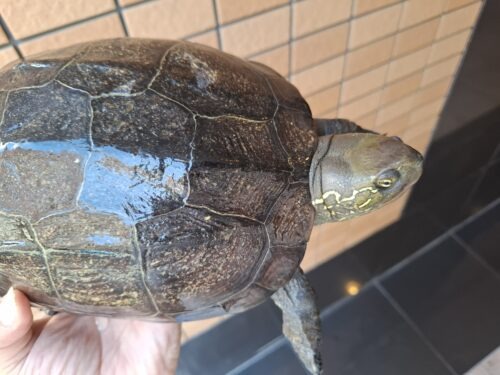オオアタマクサガメ（甲長約20、22cm）頭幅約40mm - 画像 (3)