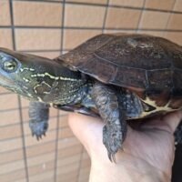 オオアタマクサガメ（甲長約20、22cm）頭幅約40mm