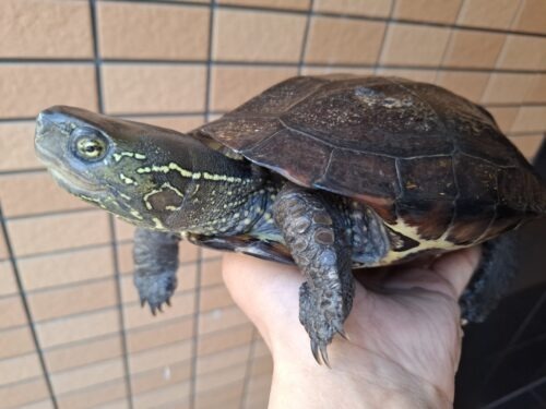 オオアタマクサガメ（甲長約20、22cm）頭幅約40mm - 画像 (2)