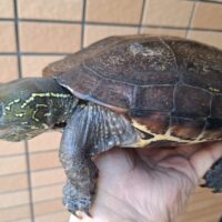 オオアタマクサガメ（甲長約20、22cm）頭幅約40mm