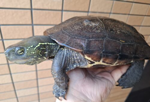 オオアタマクサガメ（甲長約20、22cm）頭幅約40mm