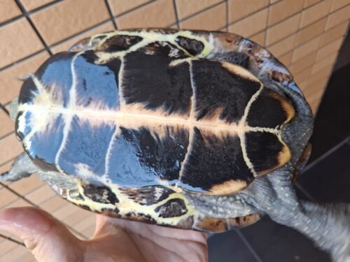 オオアタマクサガメ（甲長約20、22cm）頭幅約40mm - 画像 (7)