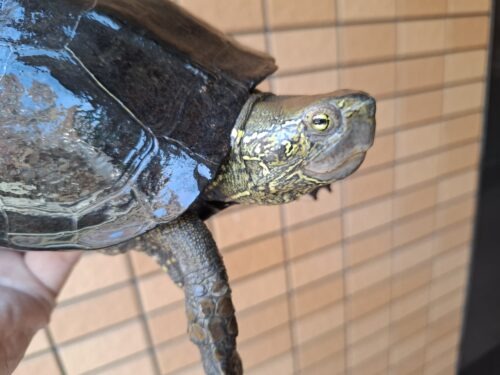オオアタマクサガメ（甲長約20、22cm）頭幅約40mm - 画像 (8)