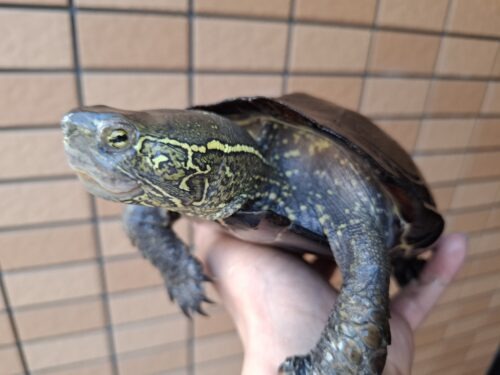 オオアタマクサガメ（甲長約20、22cm）頭幅約40mm - 画像 (10)