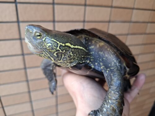 オオアタマクサガメ（甲長約20、22cm）頭幅約40mm - 画像 (9)
