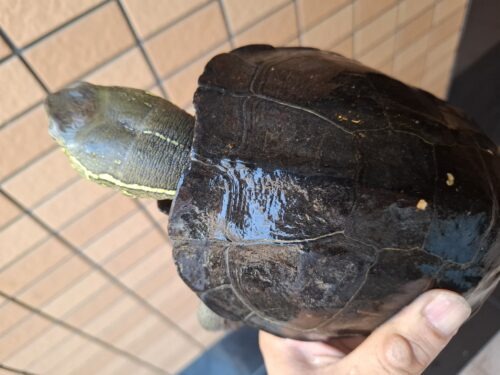 オオアタマクサガメ（甲長約20、22cm）頭幅約40mm - 画像 (11)
