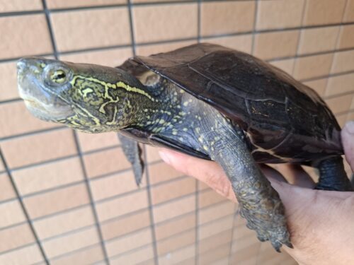 オオアタマクサガメ（甲長約20、22cm）頭幅約40mm - 画像 (12)