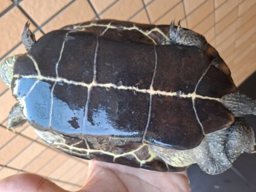 オオアタマクサガメ（甲長約20、22cm）頭幅約40mm - 画像 (14)