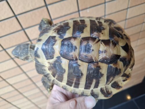 ヘルマンリクガメ（甲長約15,5cm）オス - 画像 (8)