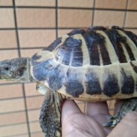 ヘルマンリクガメ（甲長約15,5cm）オス