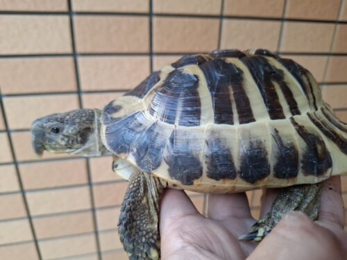 ヘルマンリクガメ（甲長約15,5cm）オス - 画像 (2)