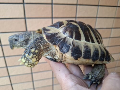 ヘルマンリクガメ（甲長約15,5cm）オス - 画像 (5)